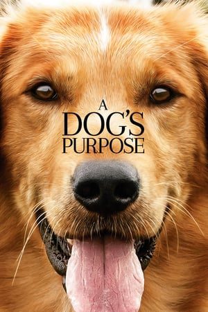 Xem Phim Mục Đích Sống Của Một Chú Chó Vietsub Ssphim - A Dogs Purpose 2017 Thuyết Minh trọn bộ Vietsub