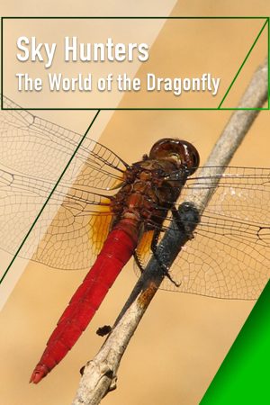 Sky Hunters The World of Dragonfly