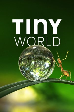 Xem Phim Thế Giới Siêu Nhỏ ( 1) Vietsub Ssphim - Tiny World (Season 1) 2020 Thuyết Minh trọn bộ HD Vietsub