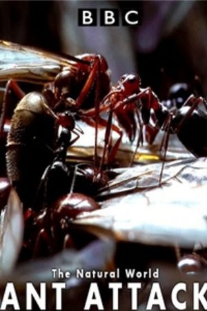 Xem Phim Kiến ăn thịt Vietsub Ssphim - The Natural World Ant Attack 2006 Thuyết Minh trọn bộ HD Vietsub