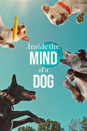 Xem Phim Những chú chó nghĩ gì Vietsub Ssphim - Inside the Mind of a Dog 2024 Thuyết Minh trọn bộ HD - Vietsub